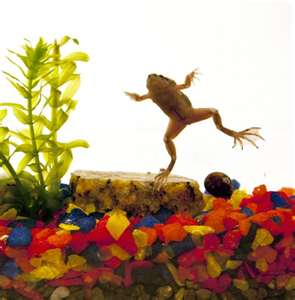 african dwarf frog.jpg 492x500